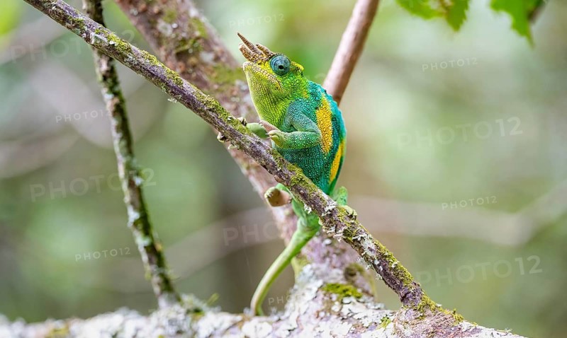 Three-horned chameleon (Trioceros jacksonii), male, sitting on a branch, Bwindi Impenetrable Forest National Park, Uganda