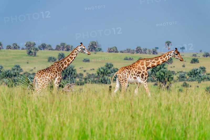 Rothschild's giraffes (Giraffa camelopardalis rothschildi) in green grass, Murchison Falls National Park, Uganda