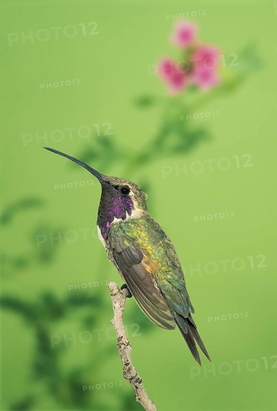 Lucifer Sheartail Calothorax lucifer Sonoita, Arizona, United States September Adult Male Trochilidae