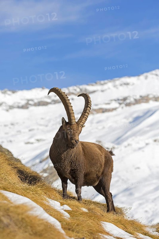 Alpine ibex (Capra ibex) male foraging in the snow in winter in the Gran Paradiso National Park, Italian Alps, Italy