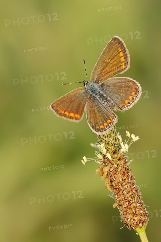 Common blue butterfly (Polyommatus icarus), female, Provence, southern France