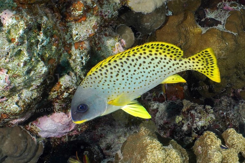 Black spotted sweetlips (Plectorhinchus gaterinus)