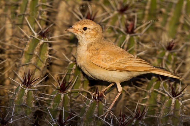 Bar-tailed Desert Lark - Sandlerche - Ammomanes cincturus, Marokko, adult