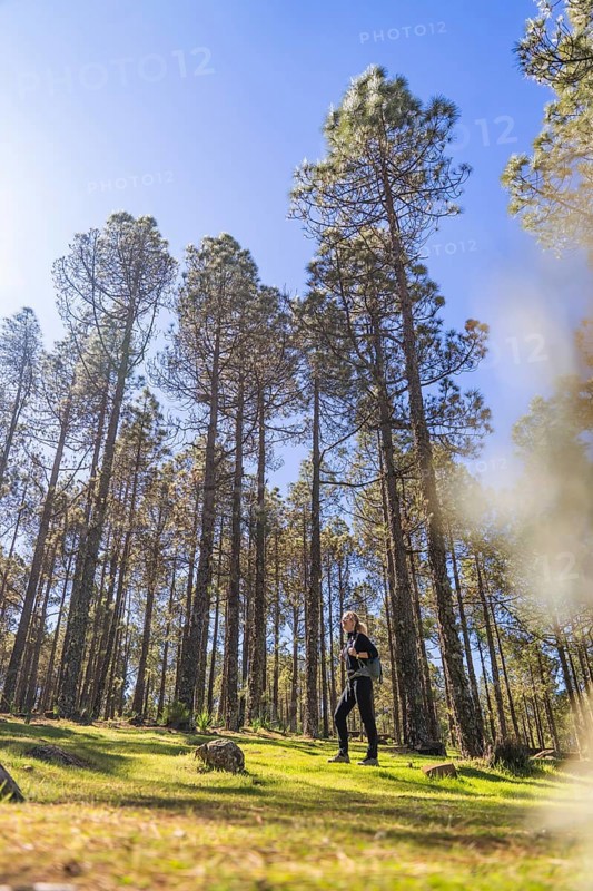 Woman walking through a lush pine forest, surrounded by towering trees and basking in sunlight. The image captures a moment of activity and nature