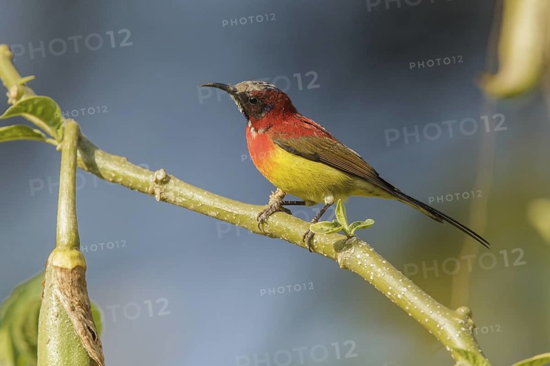 Mrs. Gould's Sunbird (Aethopyga gouldiae) male, Doi Inthanon, Thailand