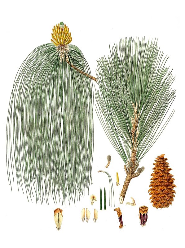 Swamp pine, Pinus palustris, Pinus longifolia, Long-leaved Indian pine, tree, digitally enhanced reproduction of an original by Aylmer Bourke Lambert (1761 - 1842), English botanist, published around 1810