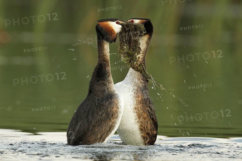 Great Crested Grebe (Podiceps cristatus) pair displaying, Mecklenburg-Western Pomerania, Germany