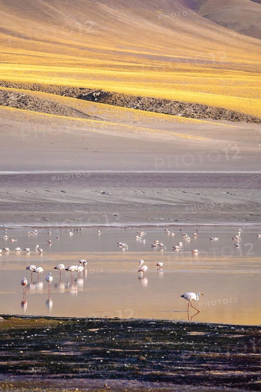 A serene view of flamingos wading in Laguna Grande at Catamarca, Argentina. The vibrant landscape captures the harmony of wildlife and nature in this picturesque setting