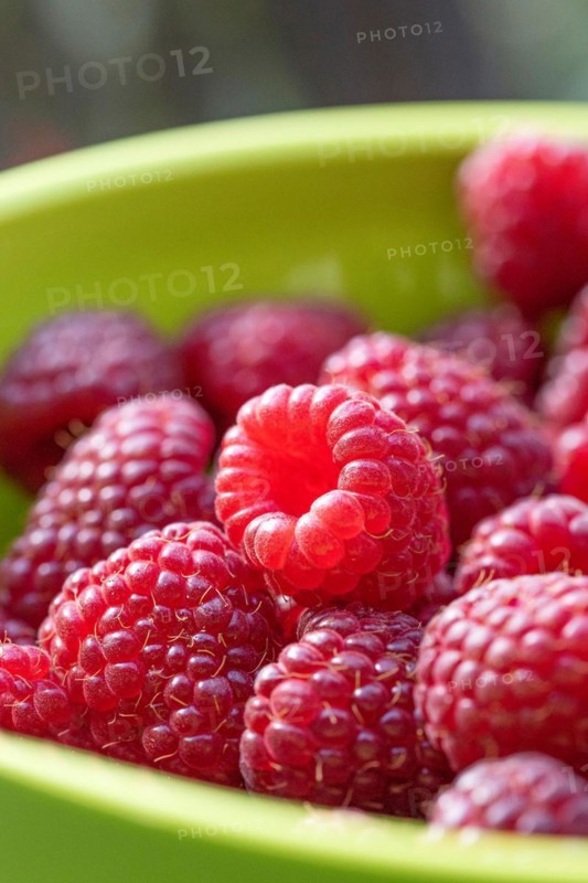 Autumn raspberry (Rubus idaeus 'Polka'), Cambridge Botanical Garden, 222