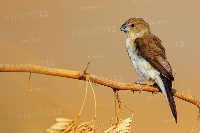 African silverbill, silver beak, silver pheasant, trusting bird, ornamental bird in Europe, family of finches, (Euodice), (Lonchura cantans), perching site, Ayn Tobroq and Ayn Athum junction, Salalah, Dhofar, Oman