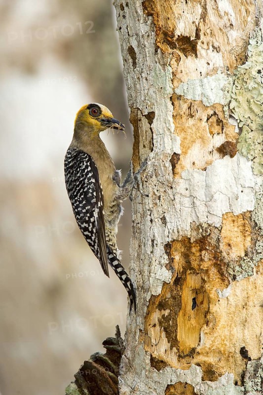 Golden-cheeked Woodpecker Melanerpes chrysogenys El Tuito, Jalisco, Mexico 10 June Adult Female with spider in bill at nest hole. Picidae
