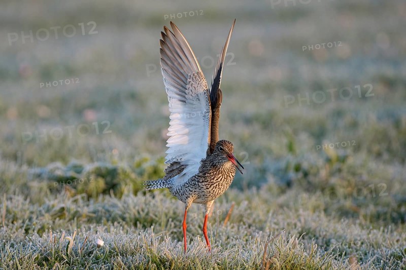 Rotschenkel (Tringa totanus), Redshank, balzendes Maennchen, mit Rauhreif, morgens, April, Insel Texel, Nordholland, Nordsee, Niederlande