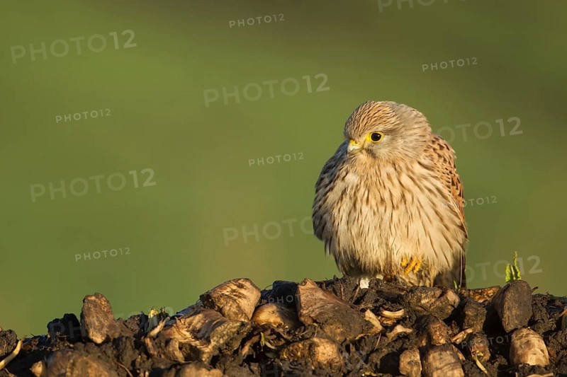Common kestrel (Falco tinnunculus) adult falcon bird of prey on a farm waste heap from a sugar beet clamp, England, United Kingdom