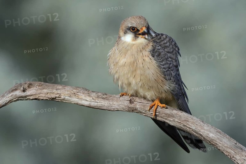 Red-footed Falcon (Falco vespertinus) female, Hungary