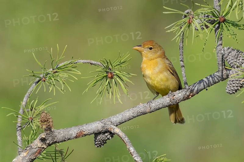 Summer Tanager (Piranga rubra) female perched on a branch, Texas, USA