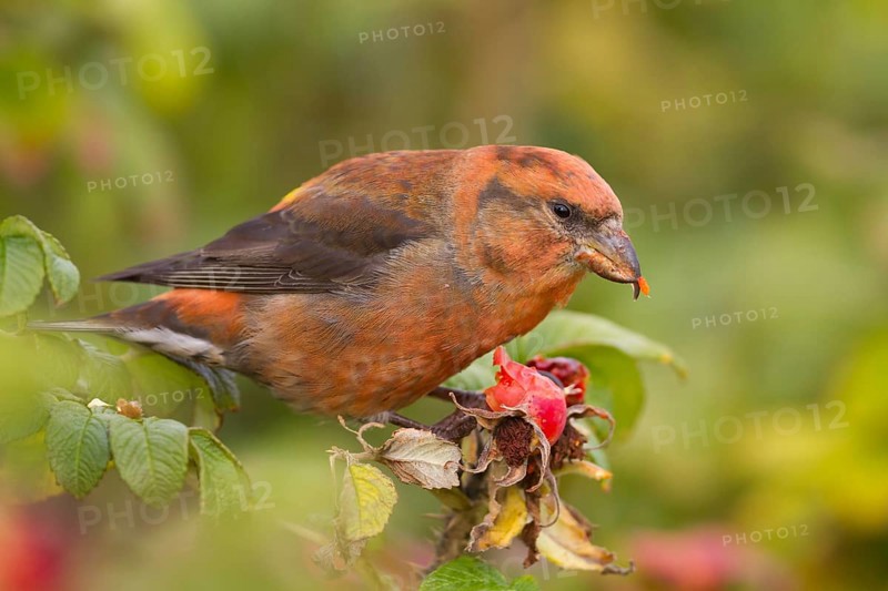 Common Crossbill - Fichtenkreuzschnabel - Loxia curvirostra ssp. curvirostra, Germany, adult male, Type C 'Glip Crossbill'