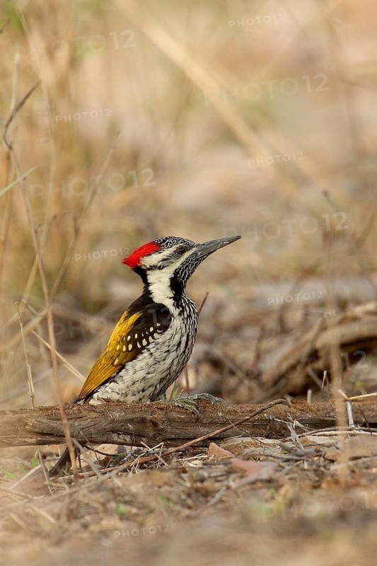 Black-rumped Flameback (Dinopium benghalense) male, Rajasthan, India