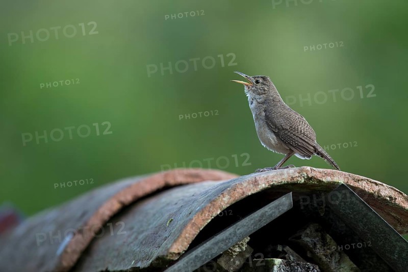 House Wren (Troglodytes aedon musculus) male singing, Risaralda, Colombia