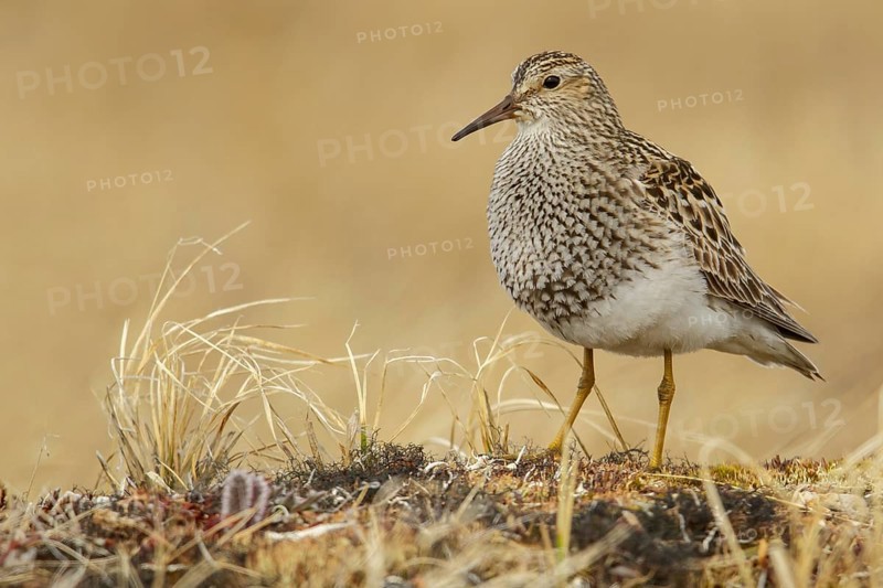 Pectoral Sandpiper (Calidris melanotos) on the tundra in Northern Alaska