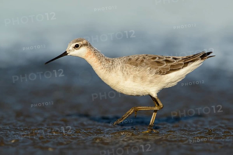 Wilson's Phalarope (Phalaropus tricolor), Texas, USA