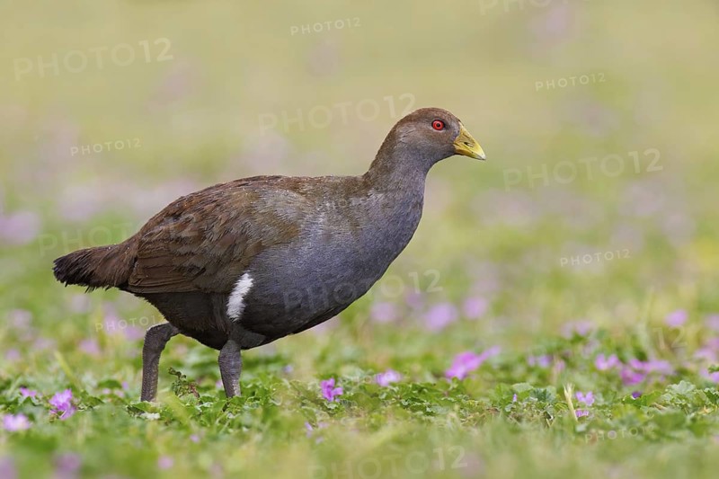 Tasmanian Nativehen (Tribonyx mortierii), Tasmania, Australia