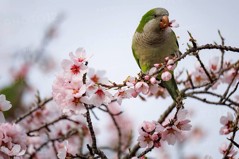 A green parrot perches amidst delicate pink almond blossoms, creating a scene that embodies the beauty of spring in the Quinta de los Molinos park. The soft light enhances the tranquil atmosphere