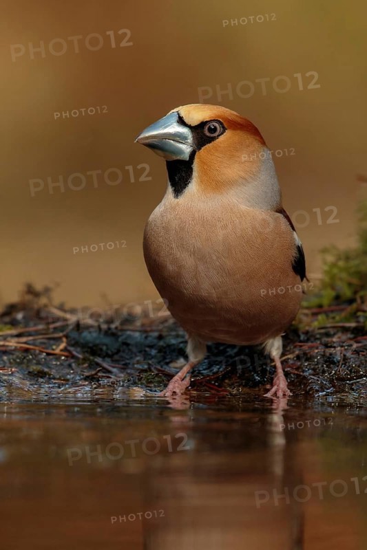 Hawfinch (Coccothraustes coccothraustes) male, Utrecht, Netherlands