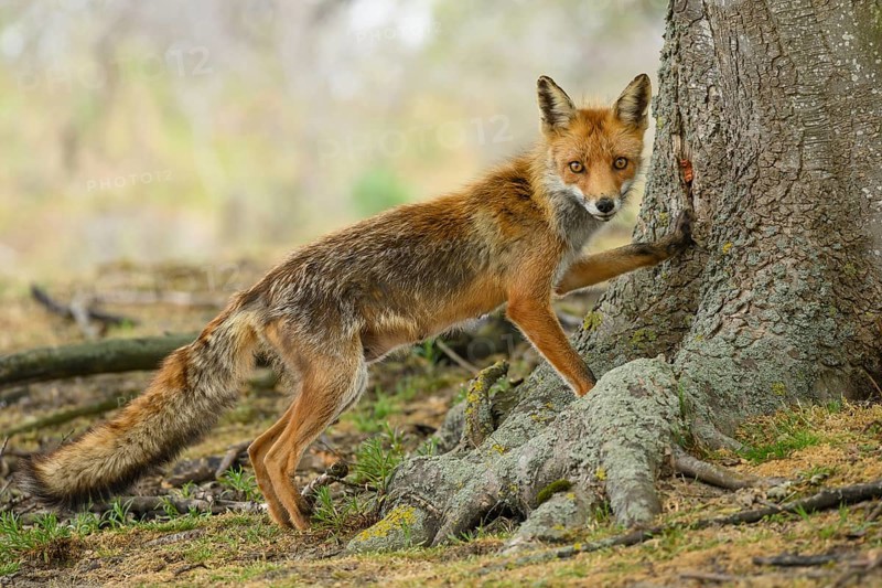Attentive fox (Vulpes vulpes) on a tree, Zandvoort, Netherlands