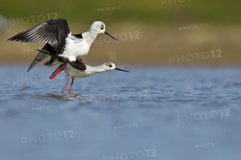 Black-winged Stilt (Himantopus himantopus) pair mating, Seville, Spain