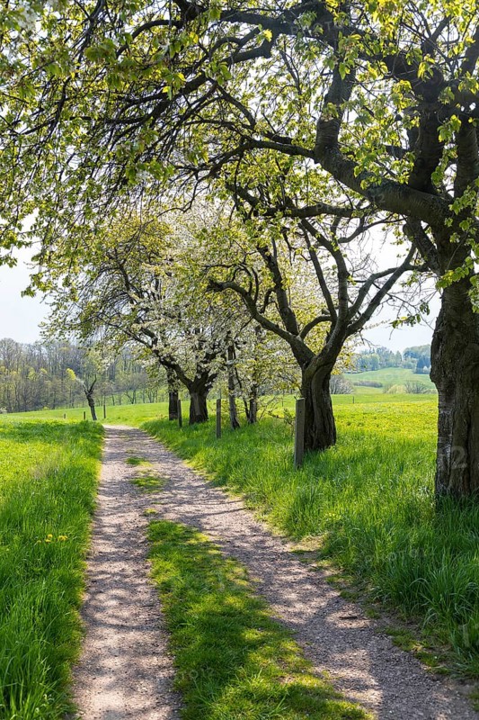 Hiking trail through a young avenue near Fördergersdorf, Kurort Hartha, Saxony, Germany