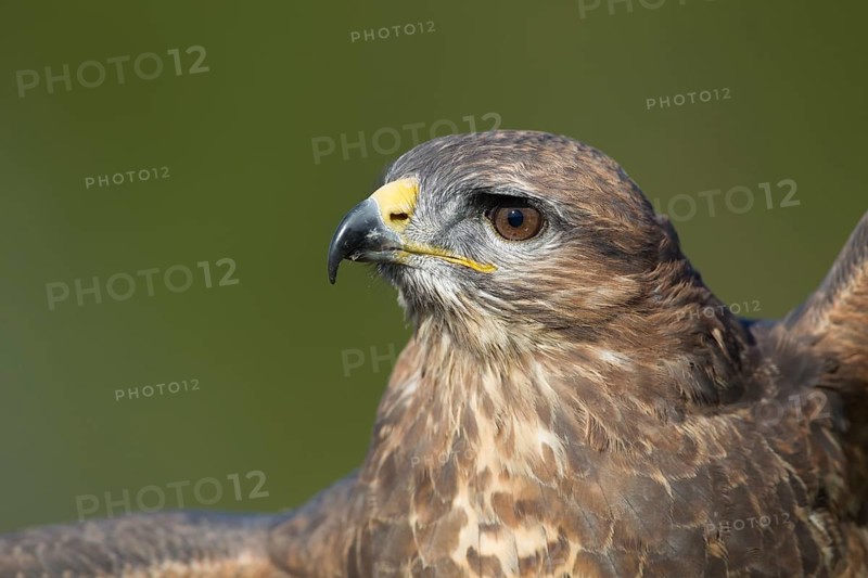 Common buzzard (Buteo buteo) adult bird of prey raptor head portrait, England, United Kingdom
