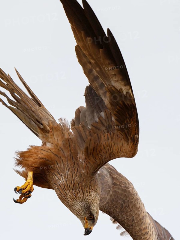 Black Kite (Milvus migrans) flying, Spain