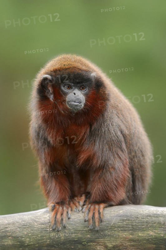 Red jumping monkey or red titi (Plecturocebus cupreus, Callicebus cupreus), captive, occurring in Brazil and Peru