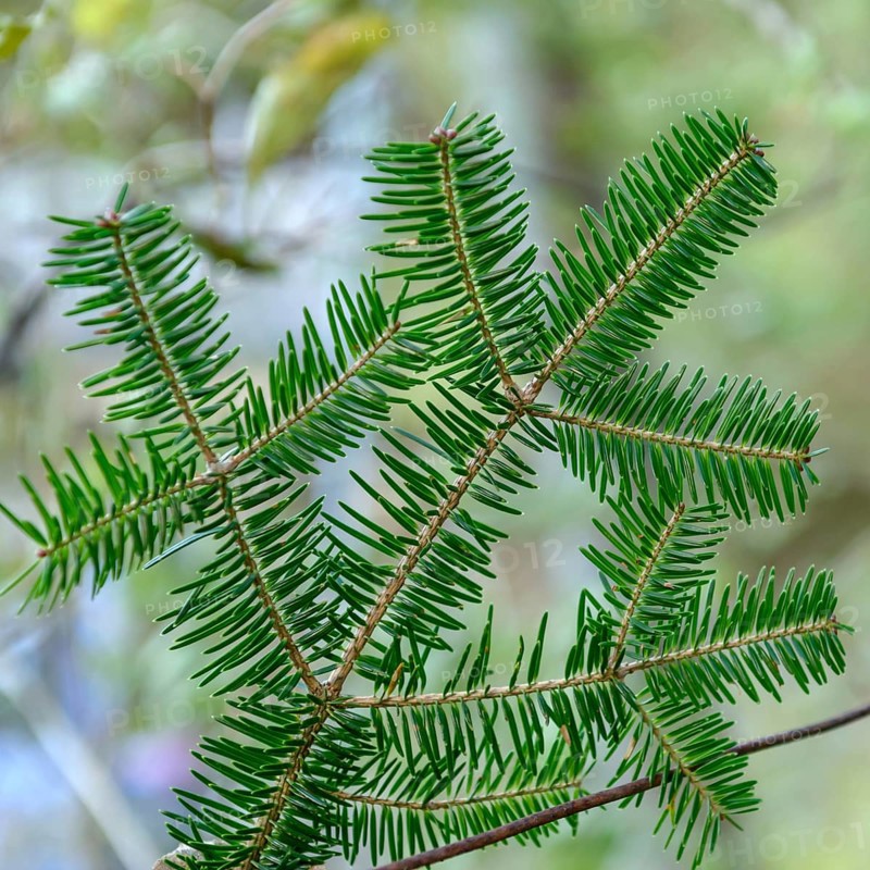 Nikko fir (Abies homolepis), viewing garden at the University of Applied Sciences W, Japan
