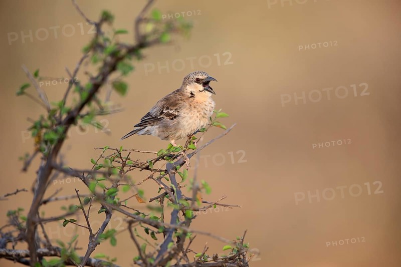 Donaldson Smith's Sparrow-Weaver (Plocepasser donaldsoni) singing, Megalo Plains, Ethiopia