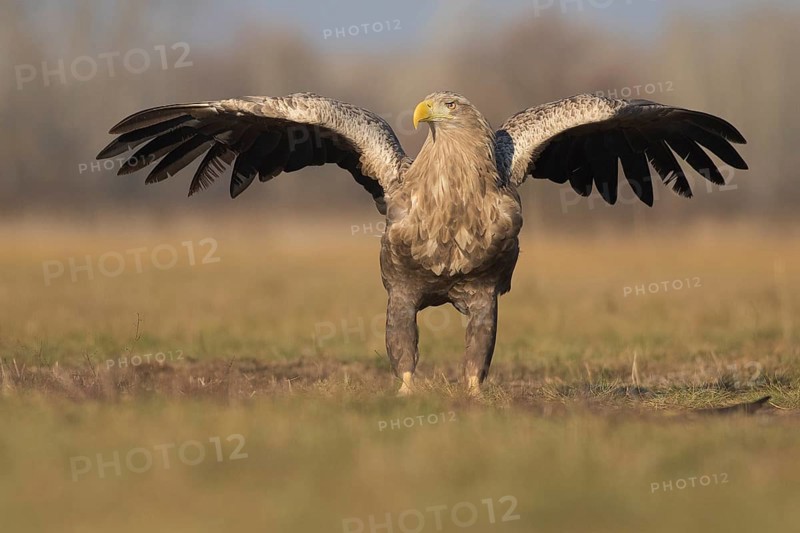 White-tailed Eagle (Haliaeetus albicilla) landing, Subotica, Hungary