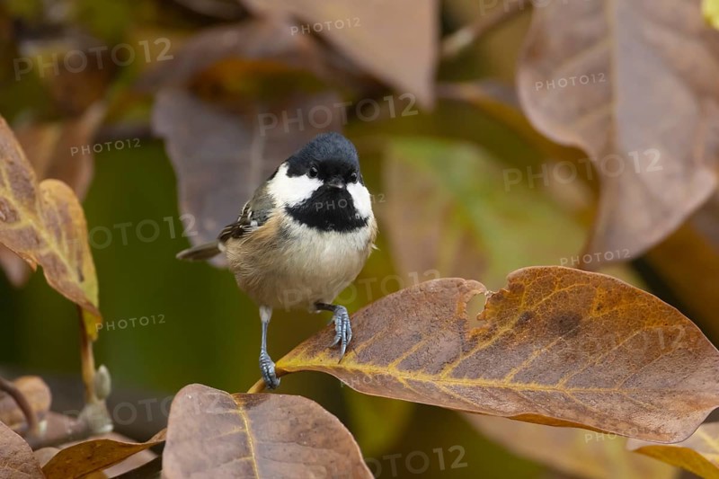 Coal tit (Periparus ater) adult garden bird in a Magnolia tree with autumn colour leaves, England, United Kingdom