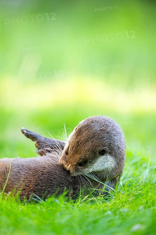 Eurasian otter (Lutra lutra) on a meadow, Hesse, Germany