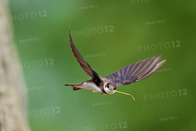 Sand martin (Riparia riparia), in flight with nesting material in its beak, Reussegg nature reserve, Canton Aargau, Switzerland