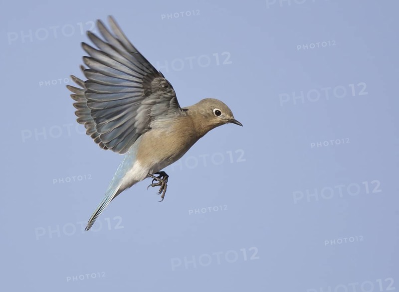 Mountain Bluebird (Sialia currucoides) flying, New Mexico, USA