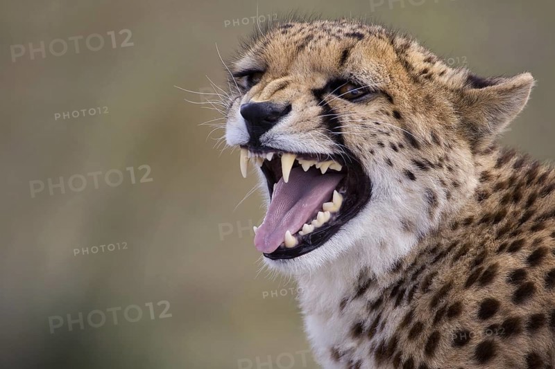 Cheetah (Acinonyx jubatus) captive, female hissing, Castile-La Mancha, Spain