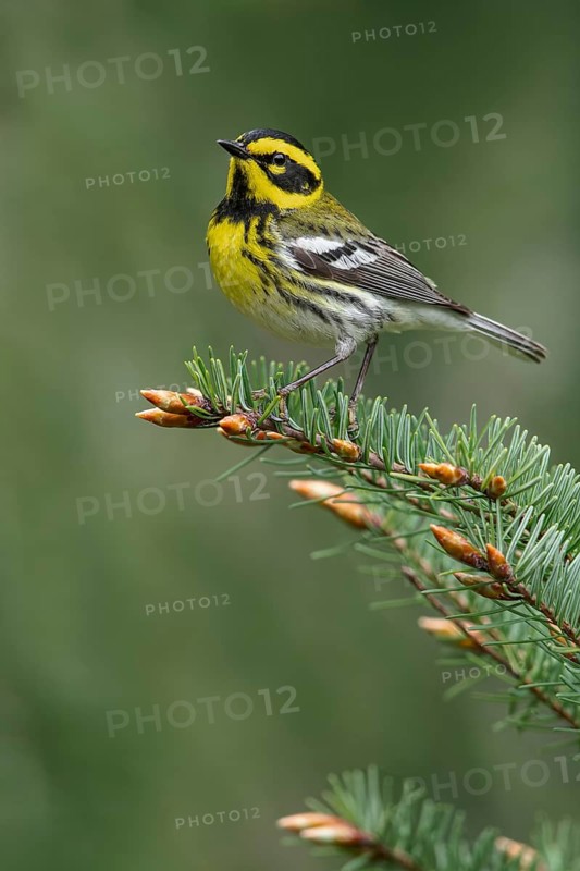 Townsend's Warbler (Dendroica townsendi) perched on a branch in Victoria, BC, Canada