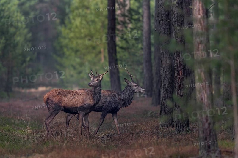 Some red deer (Cervus elaphus) seem nervous, probably they had wolf contact (Canis lupus) with a large herd of 12 animals, I know that exactly because I met the herd 15 minutes in front of, wolf contact, shedding time, antler loss, March, Germany