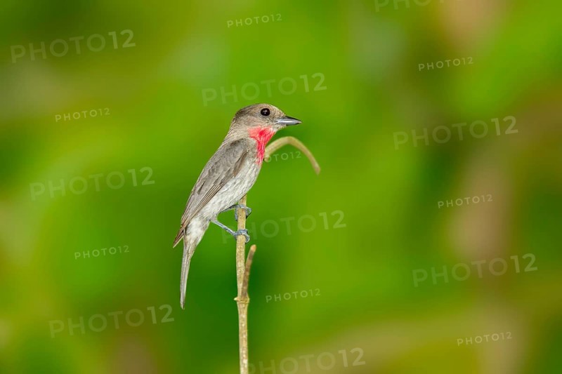 Rose-throated Becard Pachyramphus aglaiae La Bajada, Nayarit, Mexico 8 June Adult Male Tityridae