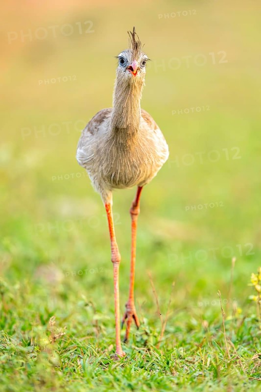 Red-footed seriema (Cariama cristata), South Pantanal, Aquidauana, Taunay, Mato Grosso do Sul, Brazil