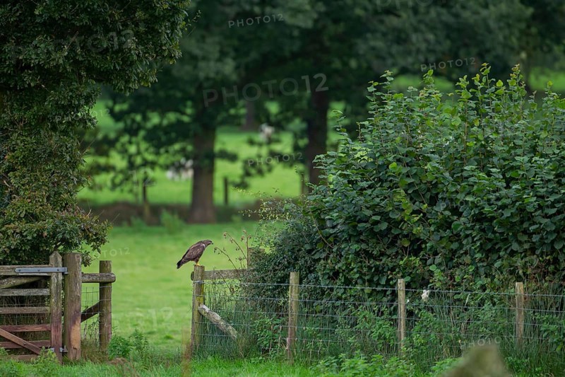 Common buzzard (Buteo buteo) adult bird of prey raptor on a countryside wooden fence, Wales, United Kingdom
