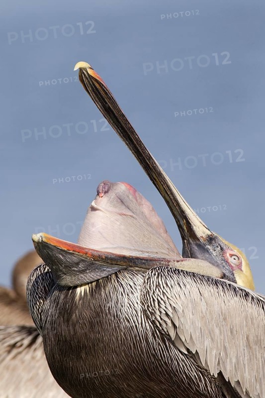 Brown Pelican (Pelecanus occidentalis), Florida, USA