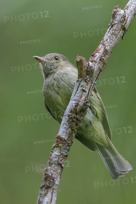 Serra do Mar Tyrant-Manakin (Neopelma chrysolophum) perched on a branch in the Atlantic rainforest of southeast Brazil