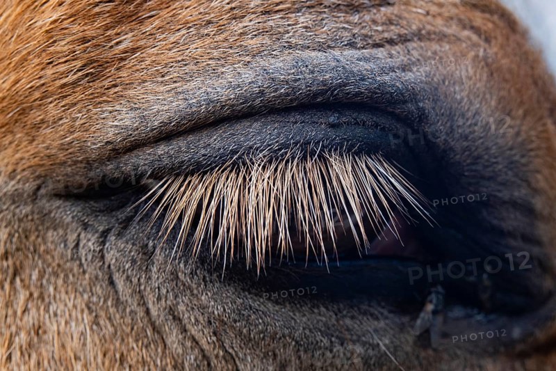 A detailed close-up of a horse's eye showcases the fine texture of its eyelashes and surrounding fur. The image highlights the natural beauty and features of the animal