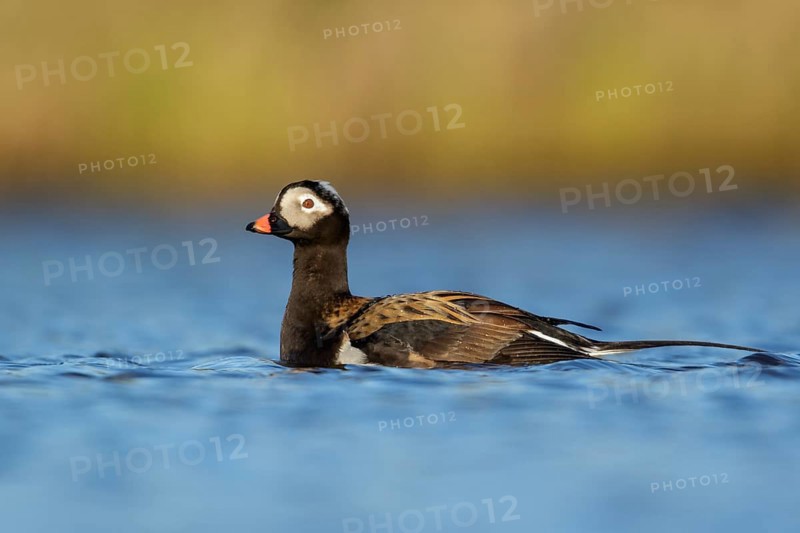 Long-tailed Duck (Clangula hyemalis) in a pond near Nome, Alaska
